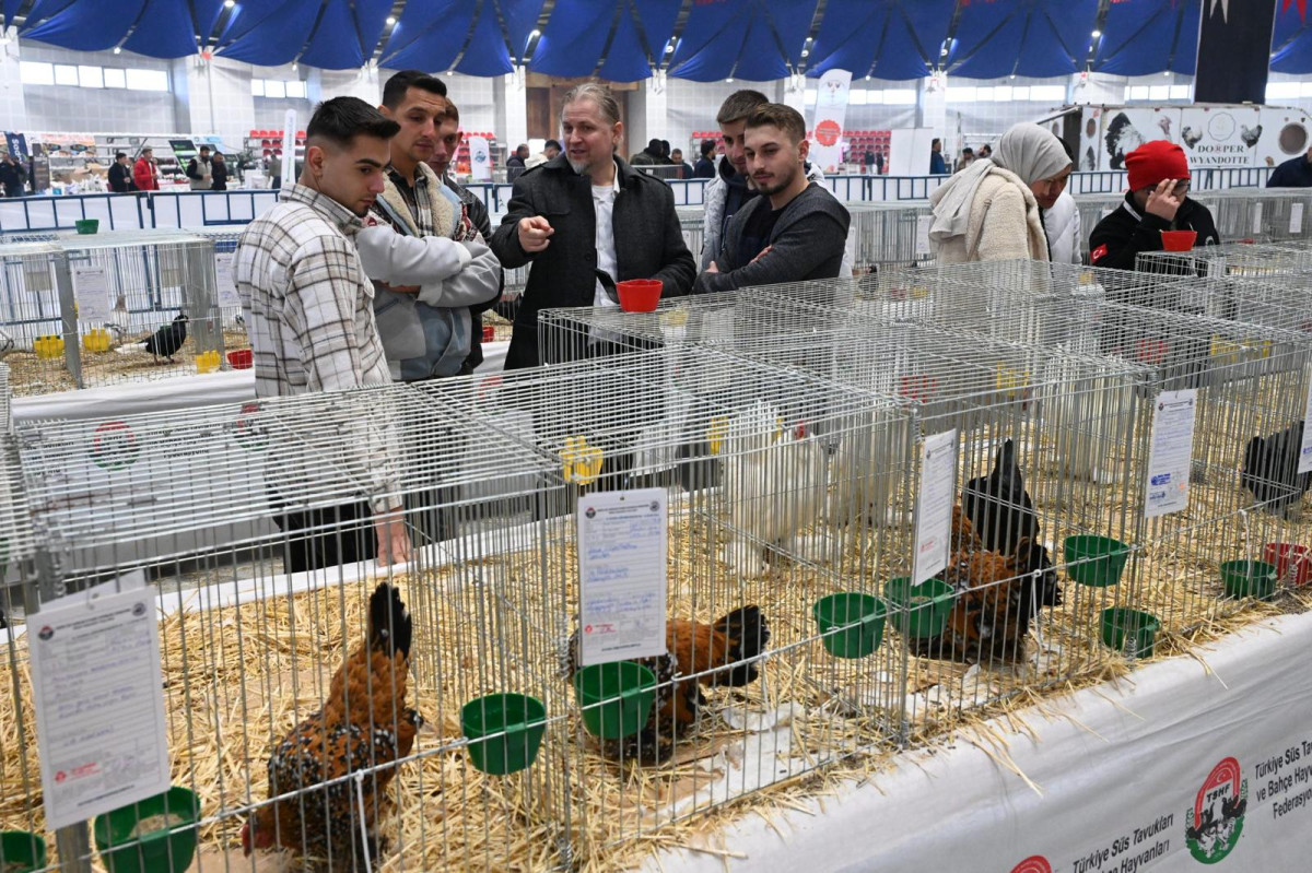 Farklı ırklardan 1750 kanatlı hayvan ve süs tavuğu Isparta’da